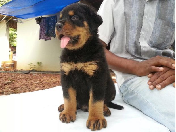 rottweiler breeders in chennai show quality rottweiler puppies available for sales chennai chennai rottweiler breeders in chennai show quality rottweiler puppies available for sales chennai chennai
