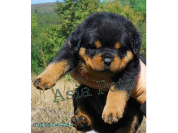 puppies for 100 dollars pitbull chihuahua mix puppies for sale memes puppies for 100 dollars pitbull chihuahua mix puppies for sale memes