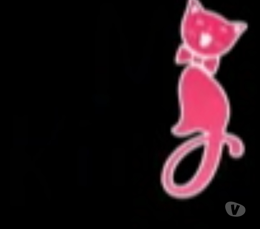 Buy & Sell Pets New Delhi - Photos for Best persian kitten price in delhi