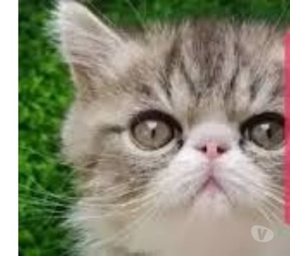 Sell pets - Photos for Best persian kitten price in delhi