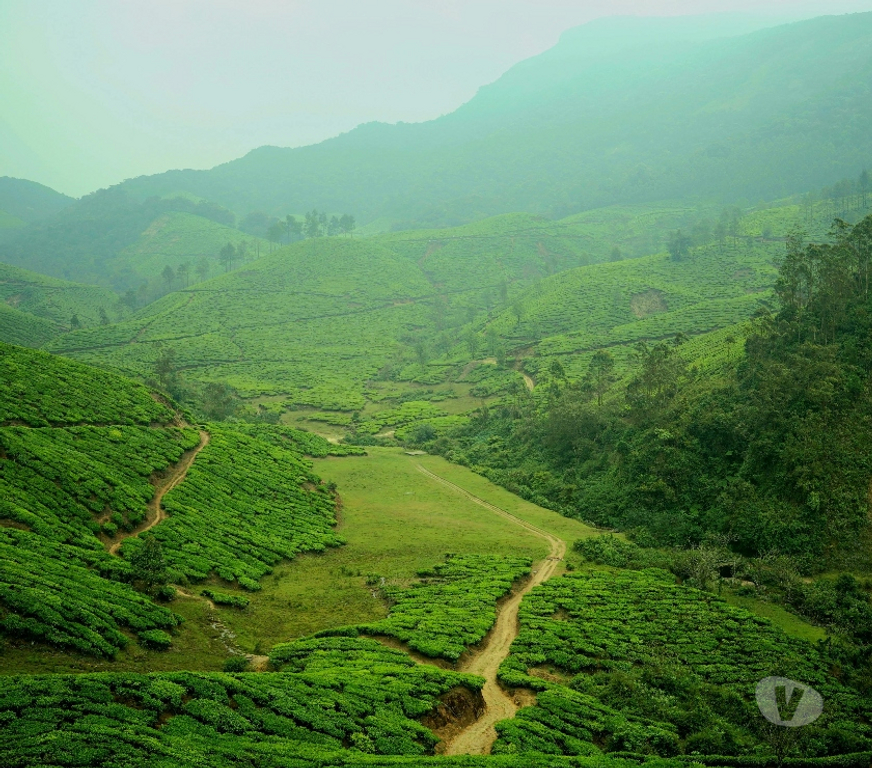 Vacation Rentals Kochi - Photos for Niche Stays - Best Five star resorts in Munnar