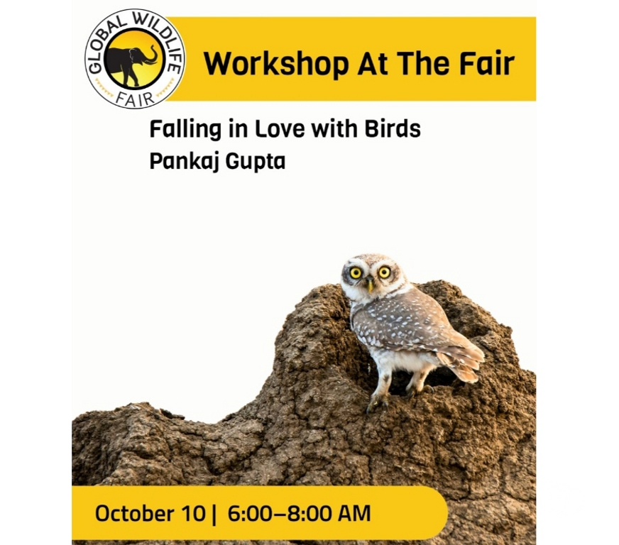 Other Services Noida - Photos for Falling in Love with Birds